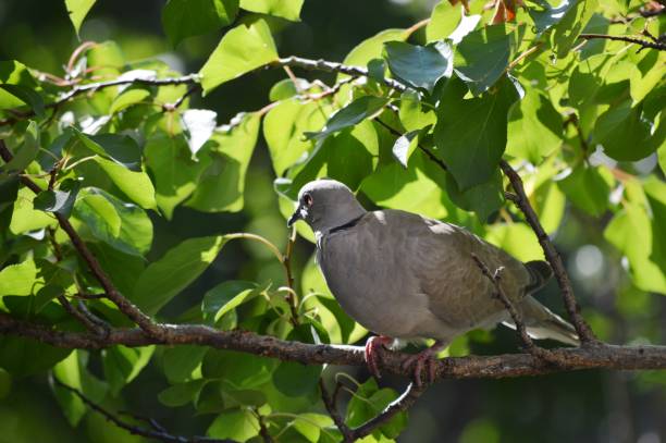 istock a gray dove on a branch 1357896640