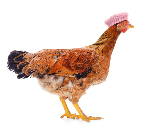 istock Chicken in a pink beret. 1357897422