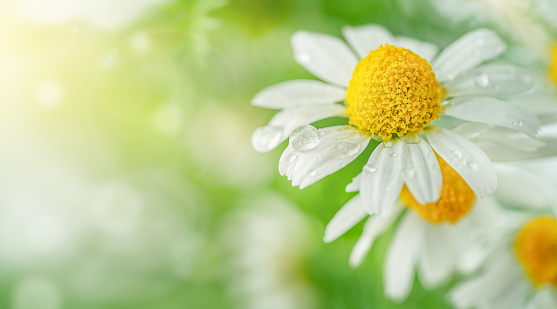 Spring background of Chamomile flowers with drops and sunlight. Copy space