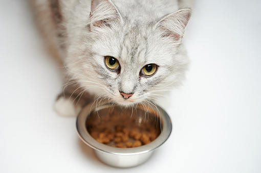 Portrait of hungry cat next to metal bowl isolated on studio background