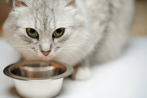 istock Portrait of grey kitty eating 1357898209