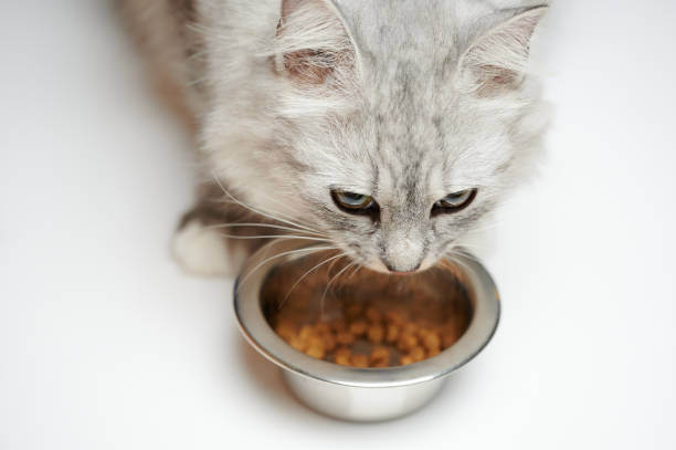 istock Angry cat next to metal bowl 1357898210