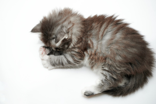 Grey kitty lay down pose isolated on studio background