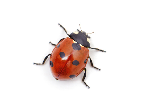 Ladybird on a blade of grass in a nature reserve. Stukeley Meadows Nature Reserve Huntingdon, Cambridgeshire.