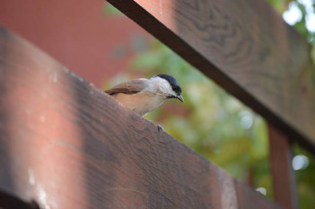 istock a small bird is looking for food 1357898922