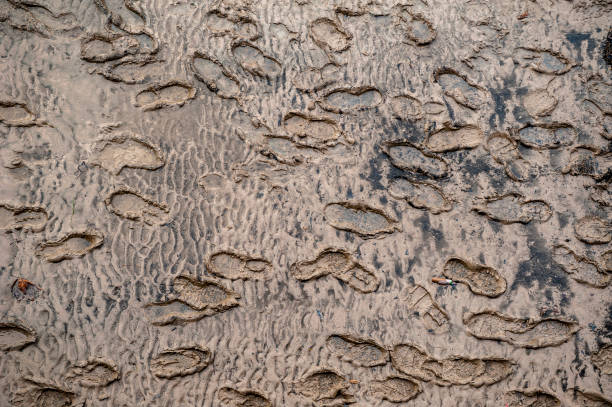Footprints Many footprints in the wet, brown mud silt stock pictures, royalty-free photos & images