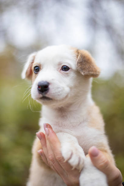 istock Little dog on a blurred background 1357899322