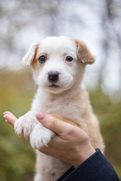 istock Little dog on a blurred background 1357899346