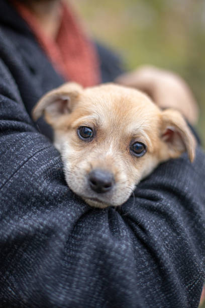 istock Little dog on a blurred background 1357899358