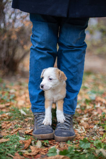 istock Little dog on a blurred background 1357899364