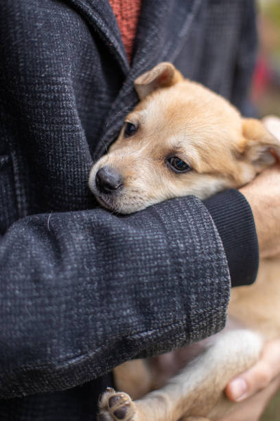 istock Little dog on a blurred background 1357899369