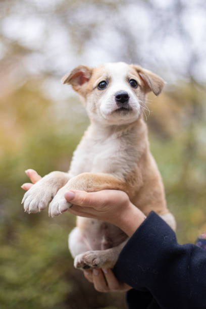 istock Little dog on a blurred background 1357899375