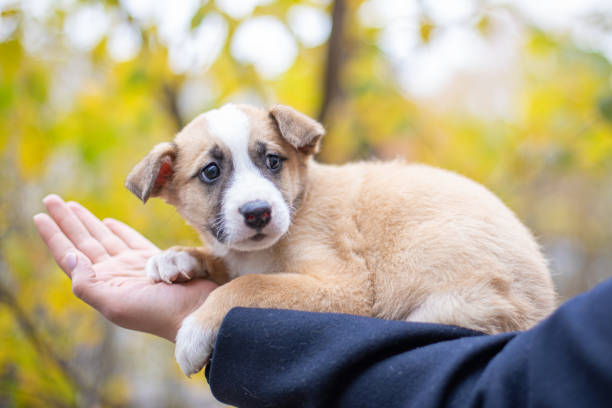 istock Little dog on a blurred background 1357899394