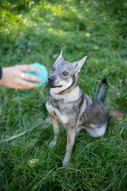 istock Funny dog on the grass 1357899426