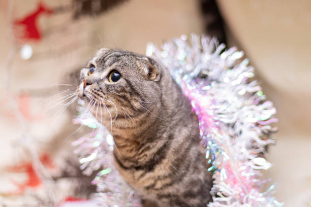 istock Funny cat in Christmas decorations. New Year 1357899469