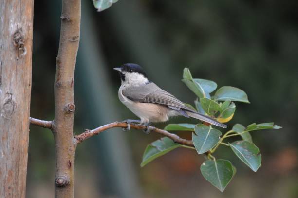 istock a small bird on a branch 1357899640