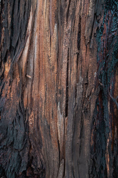 istock texture of a tree trunk with rough and chipped bark, macro image of nature, empty wallpaper 1357899656