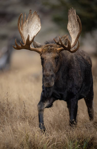 istock Moose in Grand Teton National Park 1357899780