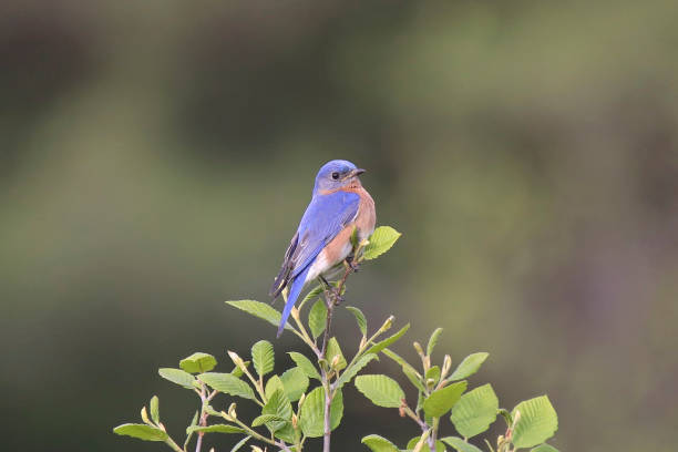 istock Eastern Bluebird (male) (sialia sialis) perched in the top of bush 1357899798