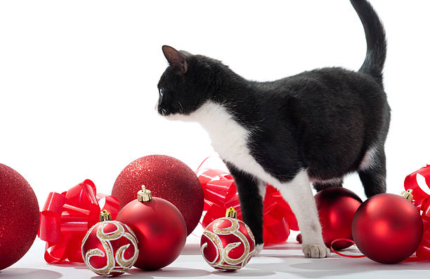 istock Black Kitten and Christmas decorations 135790019