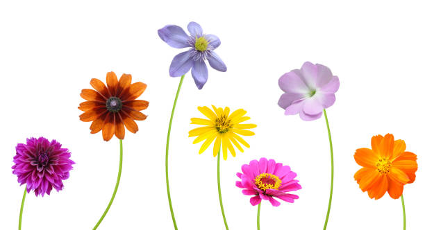 Blooming of summer flowers