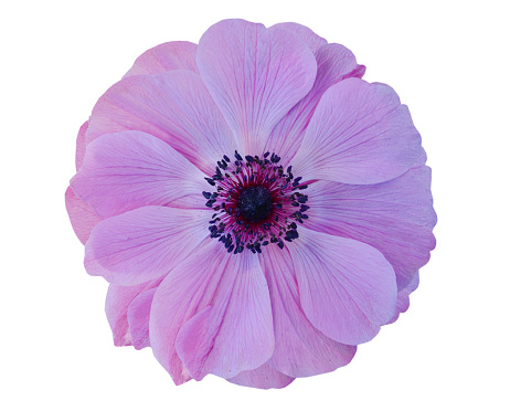 A pink anemone; flower isolated white, clipping path
