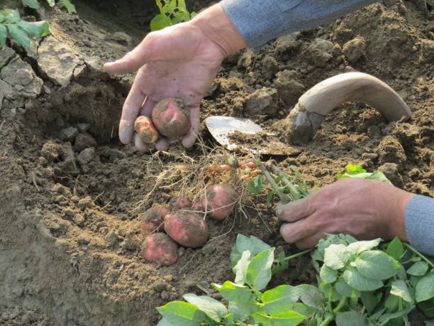 istock Farmer digging potatoes with hoe, agriculture field, potatoes plants 1357902279