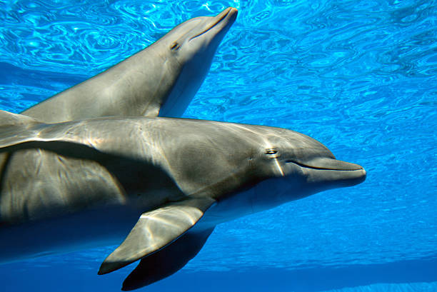 istock Couple of dolphins 135790423