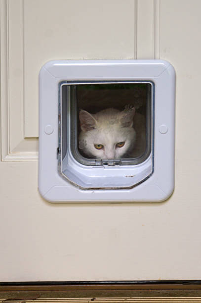 A white cat peeks out the window of a pet door