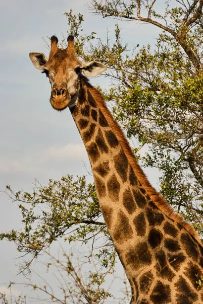 Close up of a tall Giraffe standing in the bush, South Africa