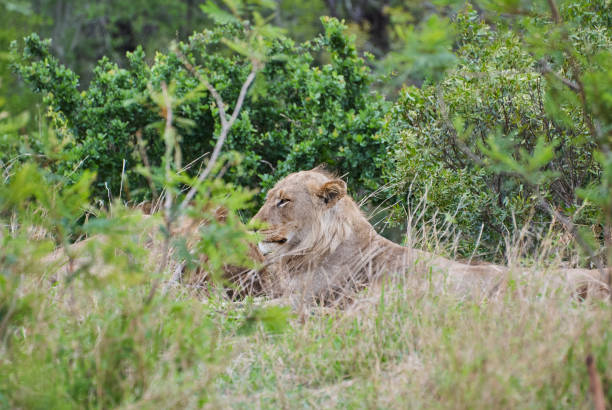 istock young male African Lion 1357906429