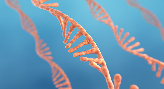 Single strand ribonucleic acid, RNA research