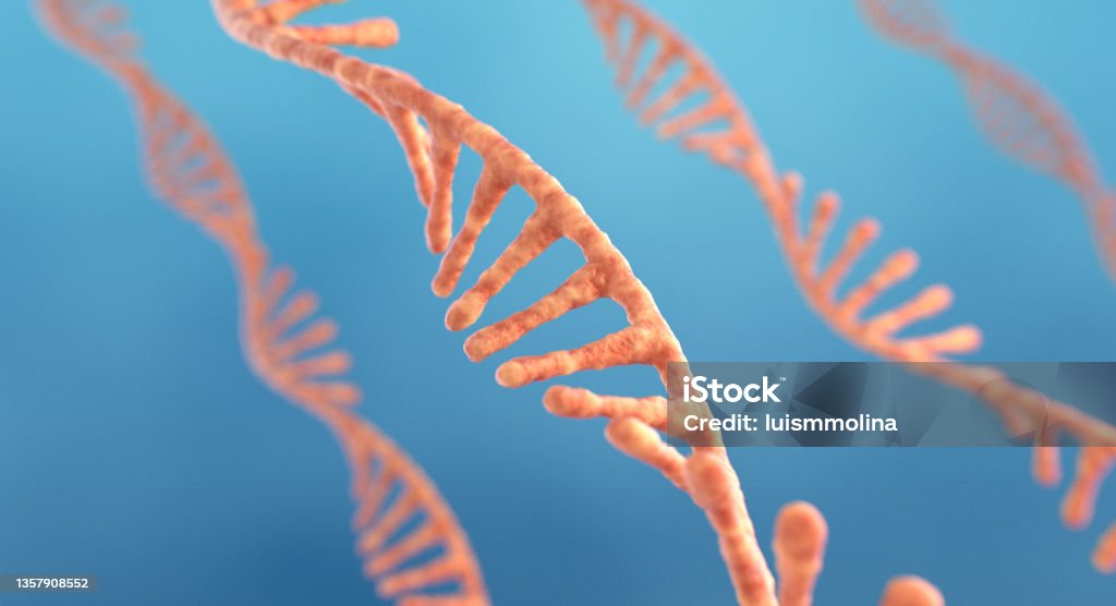 Single strand ribonucleic acid, RNA research RNA Stock Photo