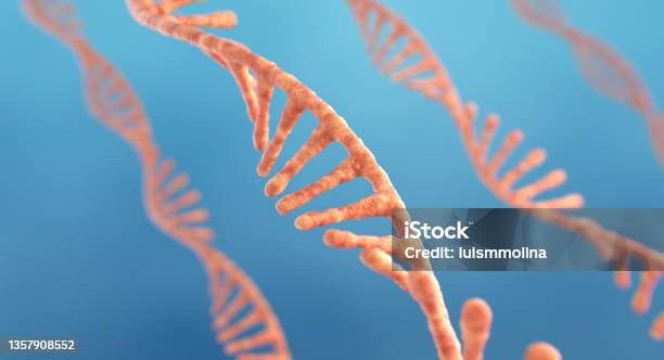 Single Strand Ribonucleic Acid Rna Research Stock Photo - Download Image Now - RNA, Messenger RNA, Research