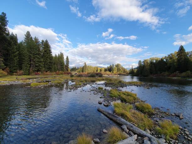 istock The water in the forest 1357909712