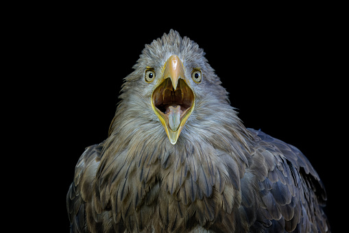 Calling white-tailed eagle (Haliaeetus albicilla) against a black background.