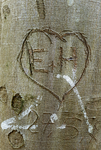 Heart with initials carved in the bark of a beech tree.