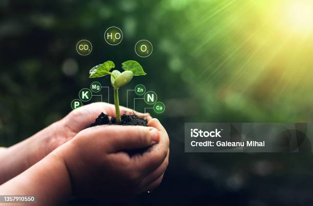 Bean Plant In Hand On Sunny Background With Digital Mineral Nutrients Icon Fertilization And The Role Of Nutrients In Plant Life Stock Photo - Download Image Now