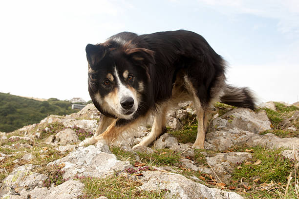 istock Border collie standing on clifftop 135791178