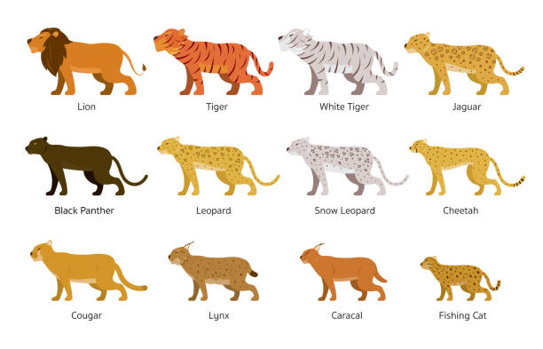 Felidae, Feline or Large Wild Cats Set Lion, Tiger, Jaguar, Leopard, Side View caracal stock illustrations