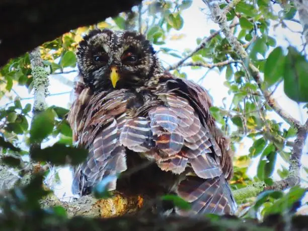 A wild owl looking at the camera at close-up, in its natural setting.