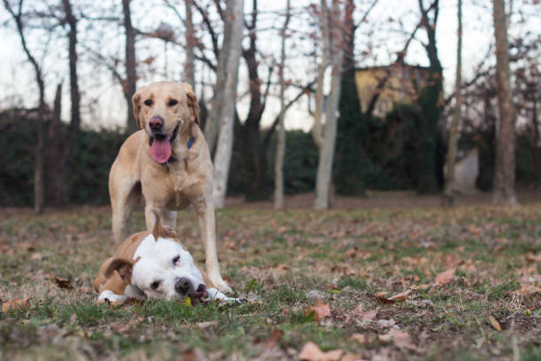 istock Two happy dog friends 1357914236