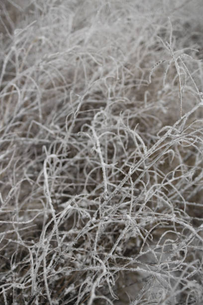 istock Frosty grey grass branches. Snow winter background. Nature forest light landscape 1357914343