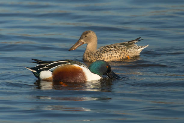 canard souchet - leidschendam photos et images de collection