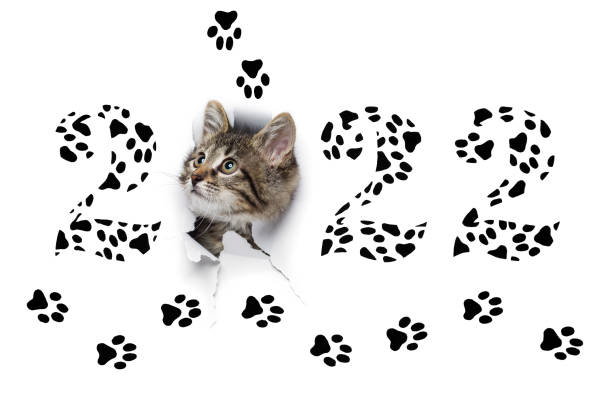 istock 2022 year concept with cat 1357914797