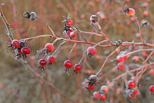 Bright red rose hips with frost on a green belt in Metro Vancouver, Canada. Autumn morning.