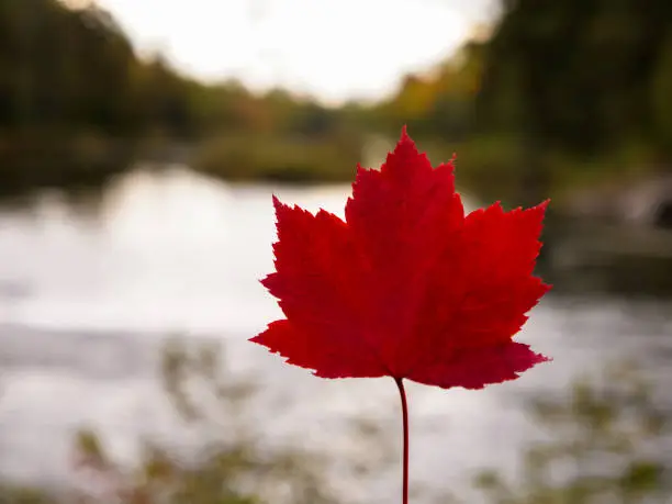 A red maple leaf in a picturesque location.