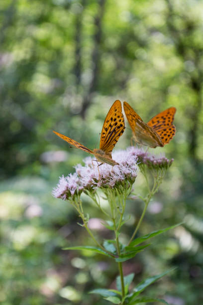 View of pafia butterfly on flower in Italy