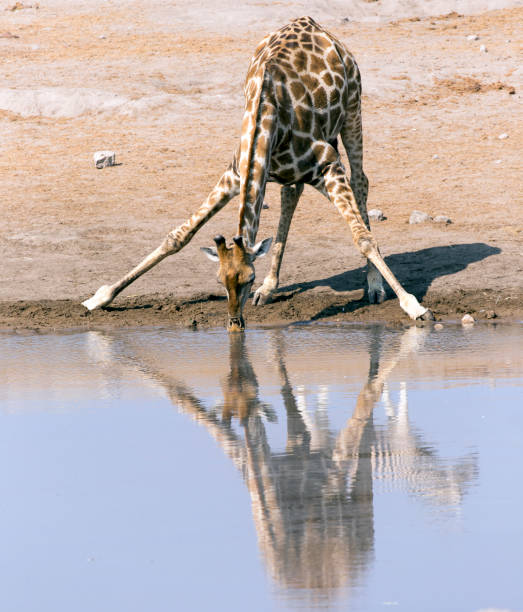 istock View of a drinking giraffe 1357918446