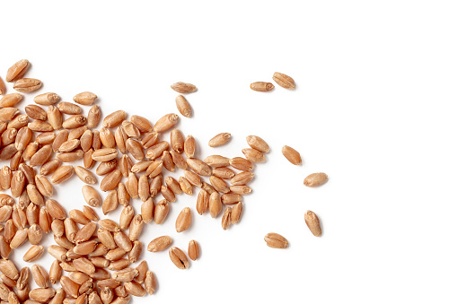 The whole wheat grain has a reddish husk and nutty flavor. Isolated on white.